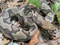 Agkistrodon contortrix