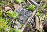 Agkistrodon contortrix