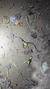 Carphophis amoenus