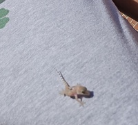Hemidactylus turcicus