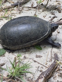 Kinosternon subrubrum