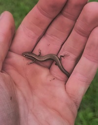 Scincella lateralis