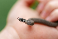 Storeria dekayi