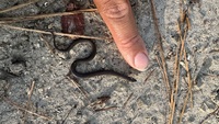 Virginia striatula