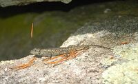 Sceloporus undulatus