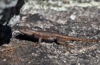 Sceloporus undulatus