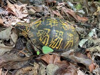 Terrapene carolina