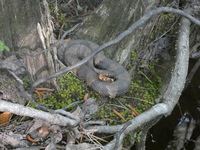 Agkistrodon piscivorus