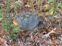 Chelydra serpentina