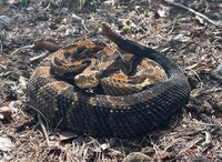 Crotalus horridus