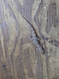 Hemidactylus turcicus