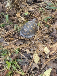 Terrapene carolina