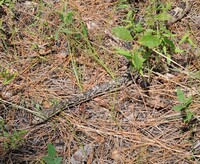 Pituophis melanoleucus